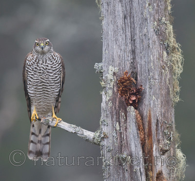 BB 11 0196 / Accipiter nisus / Spurvehauk